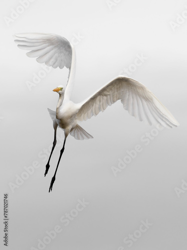 White heron flying , beauty photo