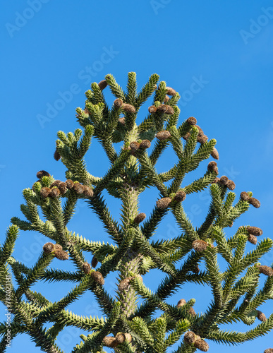 Spiky green Araucaria araucana, monkey puzzle tree, monkey tail tree, or Chilean pine in landscape city park Krasnodar or Galitsky Park in sunny spring 2024