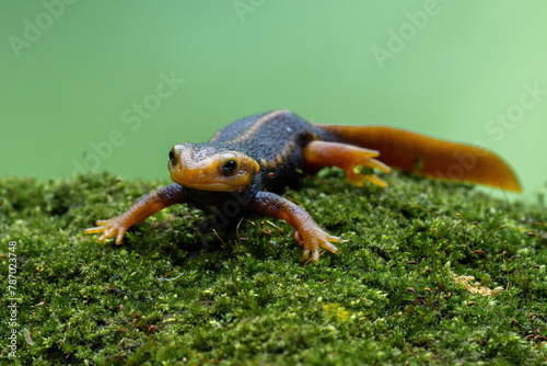 Himalayan Newt (Tylototriton verrucosus) is a species of newt found in Southeast Asia. photo