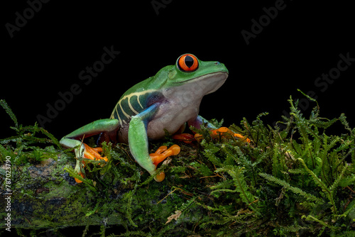 The Red-eyed Tree Frog (Agalychnis callidryas) on mossy wood.