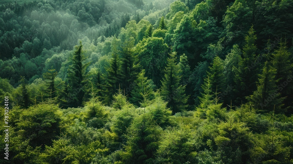 Green Lush Forest in Summer in Northern Europe  - obrazy, fototapety, plakaty 