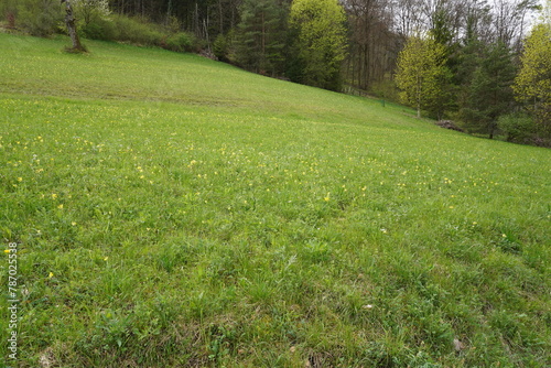 Meadow full of yellow cowslips at the edge of the forest