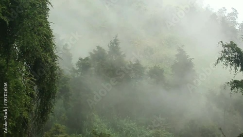 Mist moving between the trees ariel view. Rainy weather in mountains and forest. Misty fog blowing over pine tree forest. Aerial footage of spruce forest trees on the mountain hills at misty day. Morn photo