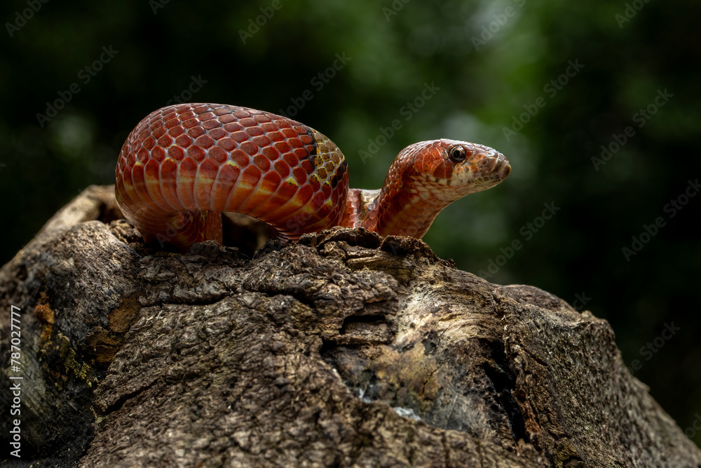 Oligodon albocinctus, also known as the Light-barred Kukri Snake, is a species of colubrid snake. It is endemic to Asia.