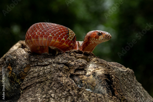 Oligodon albocinctus, also known as the Light-barred Kukri Snake, is a species of colubrid snake. It is endemic to Asia. photo