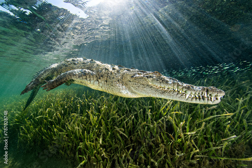 American crocodile (Crocodylus acutus) swimming through sunrays, above a bed of seagrass ( Thalassia testudinum). Jardines de la Reina, Gardens of the Queen National Park, Cuba. Caribbean Sea.  photo
