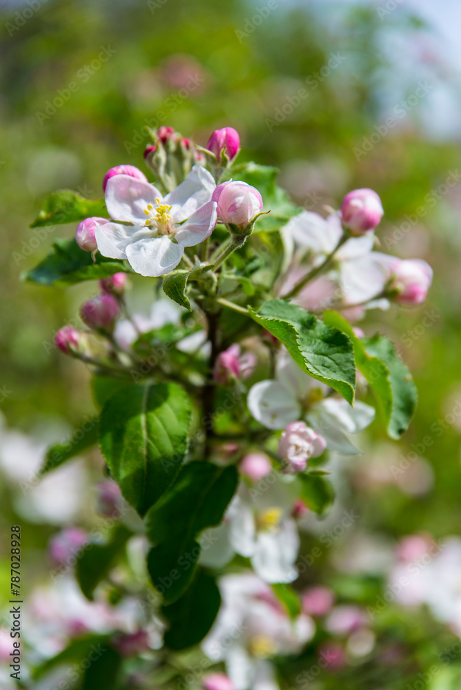Kirschblüten, oder Apfelblüten am Baum Kirschblüten, oder Apfelblüten am Baum
