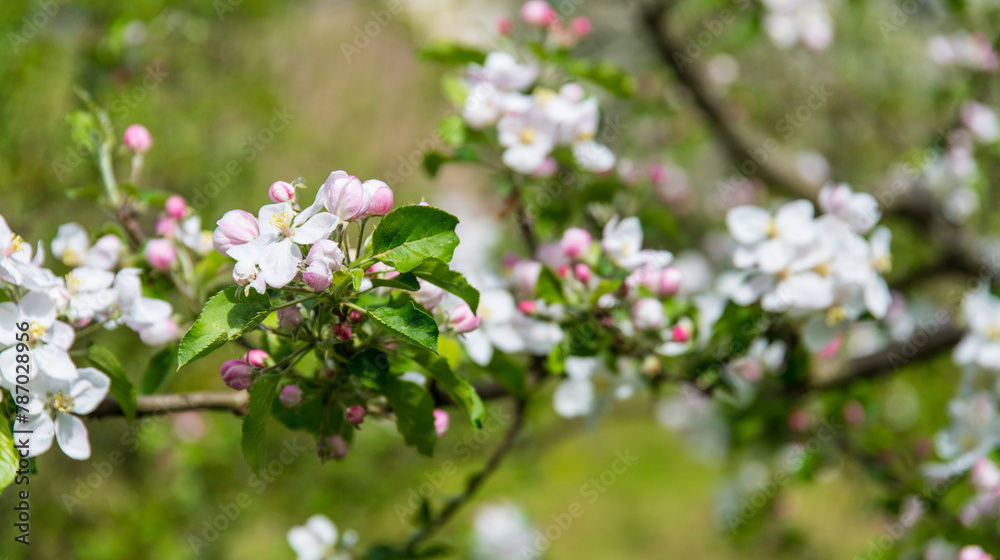 Kirschblüten, oder Apfelblüten am Baum