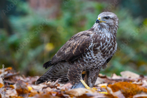 Common buzzard (Buteo buteo) on ground among leaves in woodland, The Netherlands. November. photo