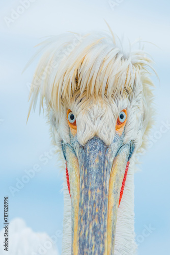 Dalmatian pelican (Pelecanus crispus) Lake Kerkini, Greece, portrait, in breeding plumage,  photo