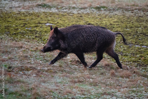 Wild boar (Sus scrofa). Eriksberg Wildlife and Nature Park, Blekinge, Sweden. October. Captive.  photo