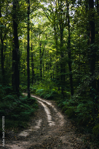 Dirt road in a moody lush forest. Remote location background © senerdagasan