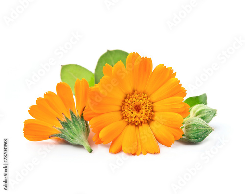 Calendula flower. Marigold