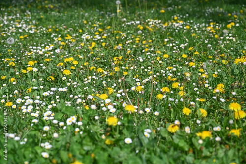 A meadow full of flowers in spring. Grass and flowers grow in the park. Yellow and white flowers in nature. Dandelion and daisy.