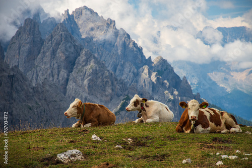 Принти на полотні Cows on green meadow in Dolomite Mountains, Italy