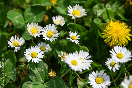 A meadow full of flowers in spring. Grass and flowers grow in the park. Yellow and white flowers in nature. Dandelion and daisy.