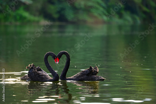 the black swans floating in the lake and make their neck to be a symbol of love.