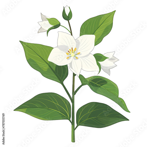 Elegant Trillium Flower in Minimalistic Flat Vector Design Against White Background