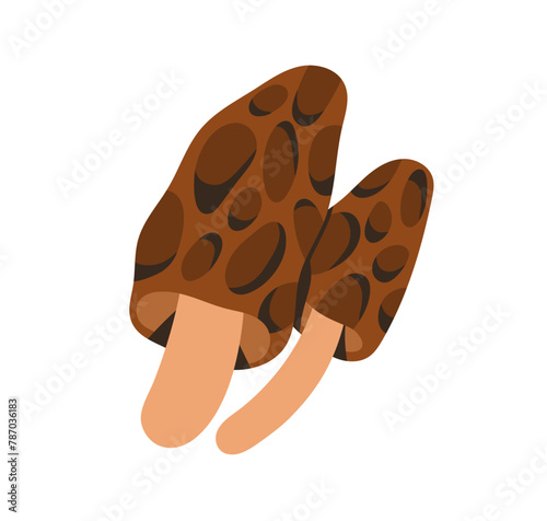 Brown morel mushroom. Morchella elata, edible fungus with honeycomb cap, stal...