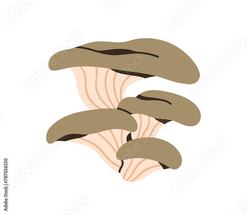 Oyster mushrooms group. Edible fungi bunch, cluster with gilled caps, stipe. Autumn forest food, fall fungus. Pleurotus ostreatus. Flat graphic vector illustration isolated on white background