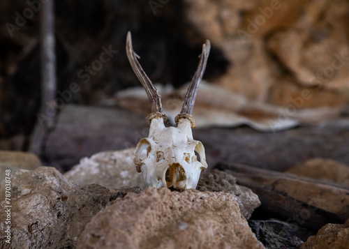 Goat skull inside a caveman's cave from prehistoric ages