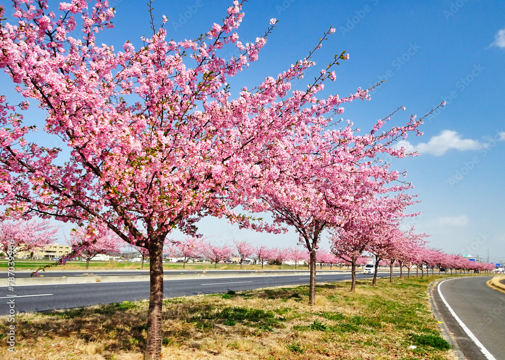 河津桜並木　群馬県玉村町