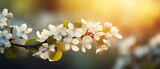 Branch with white petaled flowers, green leaves on blurred nature background with golden sunlight and bokeh lights. Almond or cherry tree blooming on warm sunny spring sunset or sunrise day. Blossom.