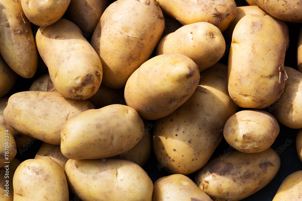 Pile of fresh potatoes in market Pile of fresh potatoes in market
