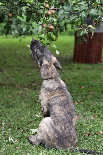 rish Wolfhound puppy is walking and chewing on an apple tree branch. © Jolanta