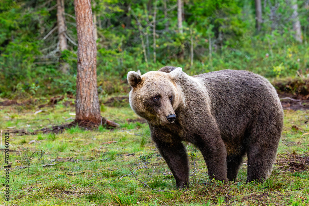 Fototapeta premium brown bear in the forest