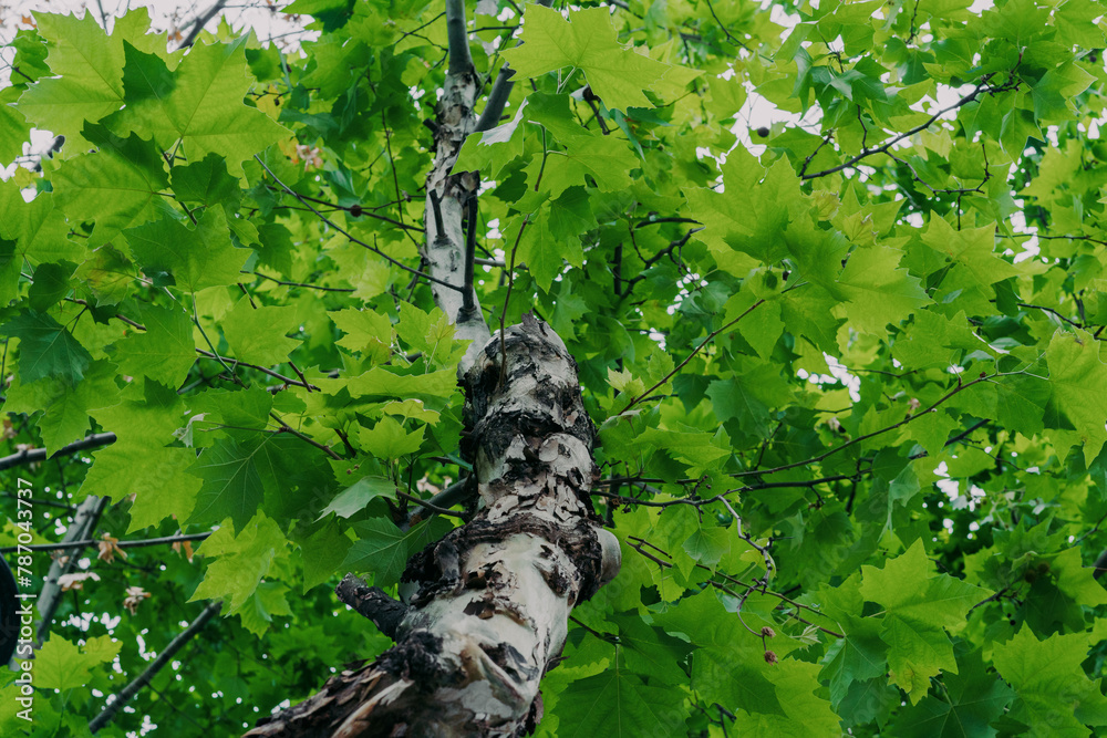 Fototapeta premium plane tree