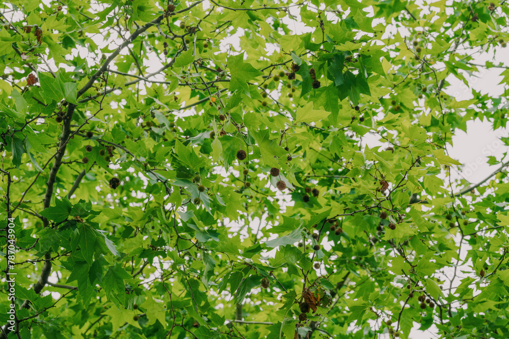 plane tree plane tree