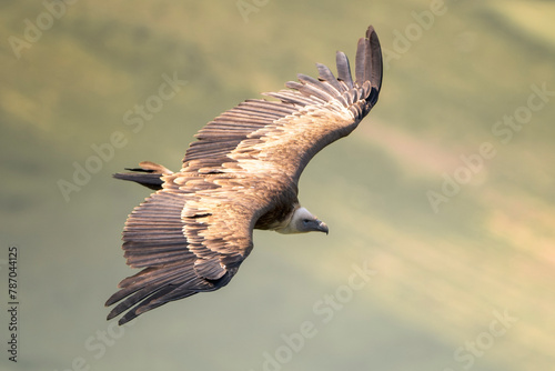 Eurasian griffon vulture (Gyps fulvus) in flight. Majestic large bird of prey in the family Accipitridae. Cornino lake area, Udine province, Friuli Venezia Giulia, Italy. Image with text space.	 photo