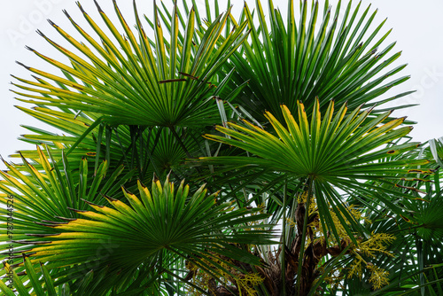 palm tree isolated