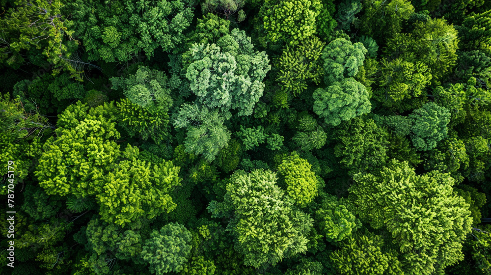 Witness the beauty of nature from above in an AI-generated image showcasing an aerial top view of lush green trees in a forest, captured by a drone to highlight the dense green canopy capturing CO2. 