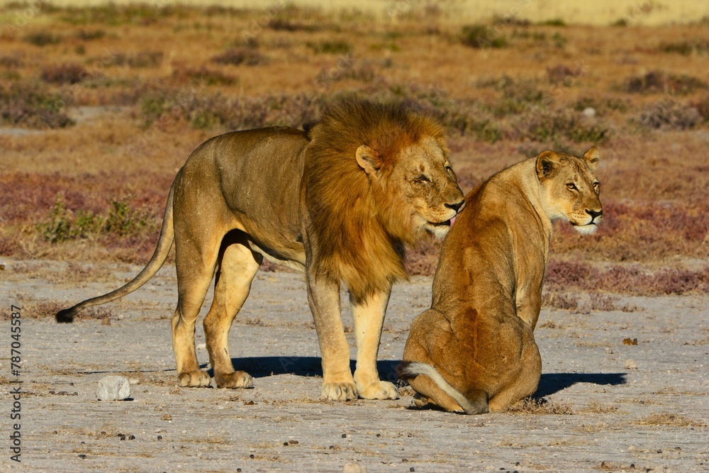Lion (Panthera leo) licking his partner as observed in Etosha National Park (Kunene region, northwestern Namibia, Africa) Lion (Panthera leo) licking his partner as observed in Etosha National Park (Kunene region, northwestern Namibia, Africa)