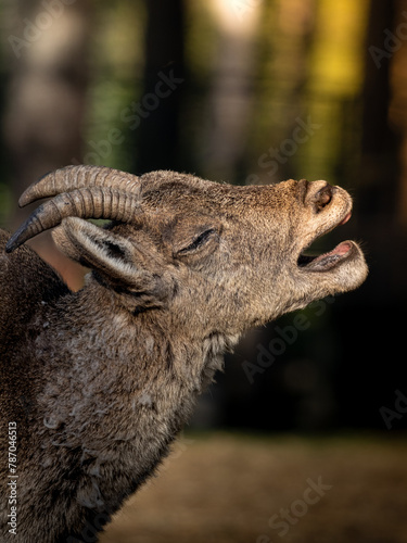 Joven cabra montesa bostezando en en centro de recuperación de fauna ibérica en Guadalajara photo
