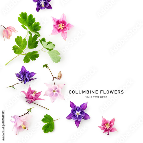 Columbine flowers floral composition isolated on white background.