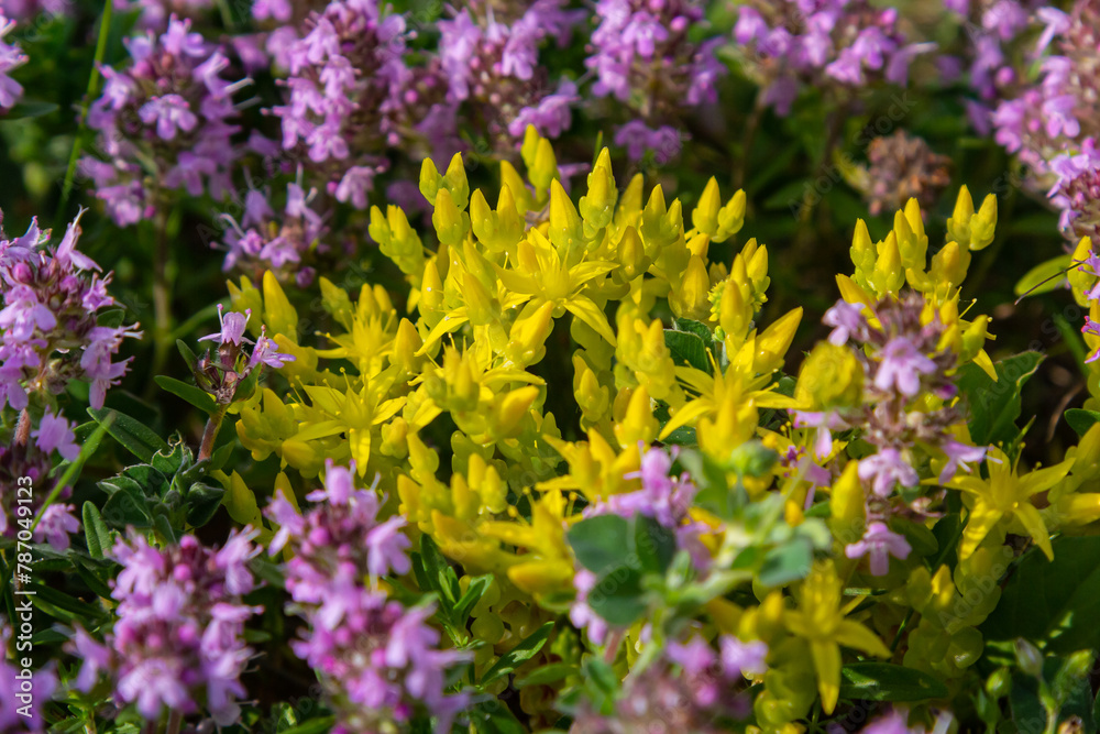 Fototapeta premium Sedum acre, Sedum album is the perennial herbaceous succulent plant with numerous rising stems covered with small thick leaves