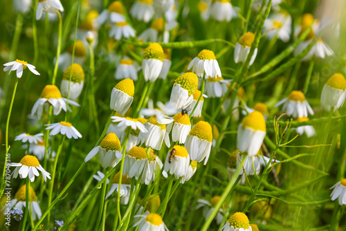 Medicinal chamomile Matricaria recutita blooms in the meadow among the of wild grasses photo