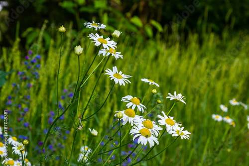 Tripleurospermum maritimum Matricaria maritima is a species of flowering plant in the aster family commonly known as false mayweed or sea mayweed photo