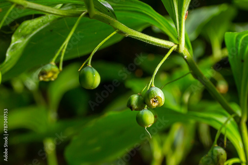 Unripe berries of Angular Solomon's seal also known as Scented Solomon's seal, Polygonatum odoratum