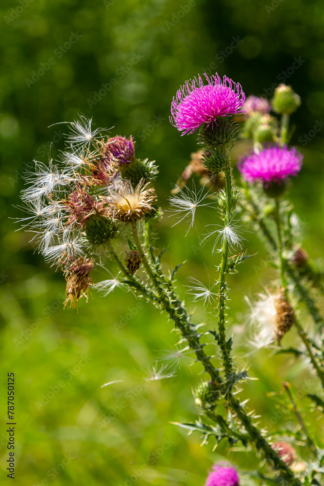Thistle Carduus acanthoides grows in the wild in summer Thistle Carduus acanthoides grows in the wild in summer