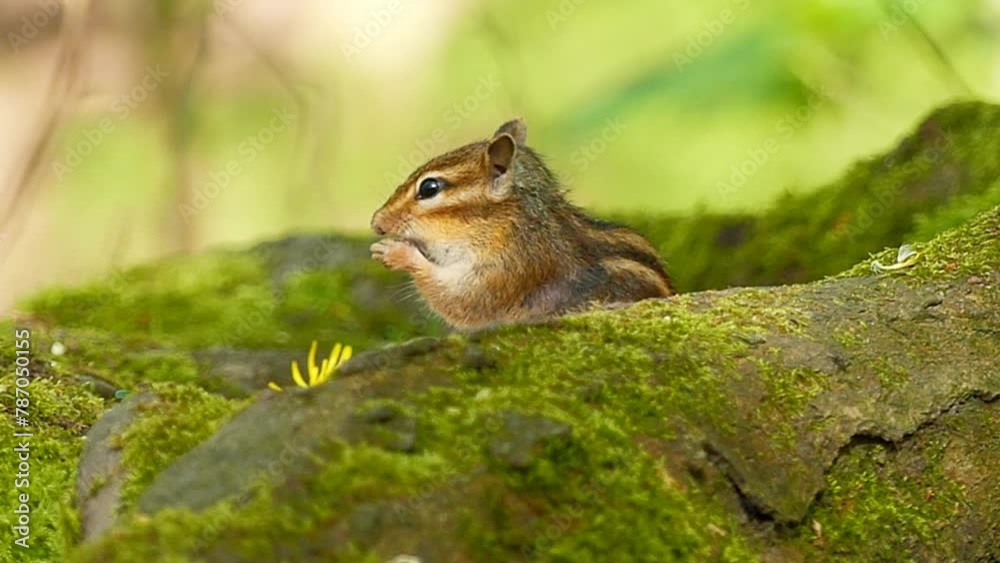 Siberian chipmunk stands on the mossy woods ground eating with a vole running in the blur background Siberian chipmunk stands on the mossy woods ground eating with a vole running in the blur background
