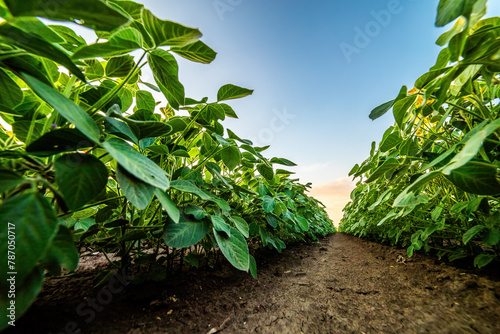 Low angle view of lush soybean plants in soil rows with a sunset sky photo