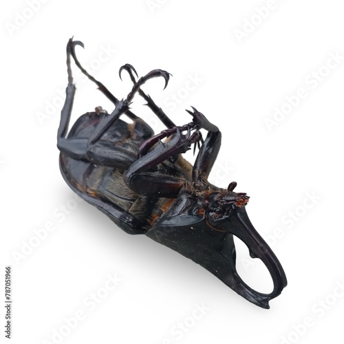 A dead Rhinoceros Beetle (Xylotrupes Gideon) also known as the Elephant Beetle. Isolated on white background 