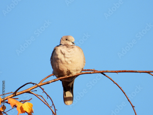 dove bird sitting on the tree branches in sunlight