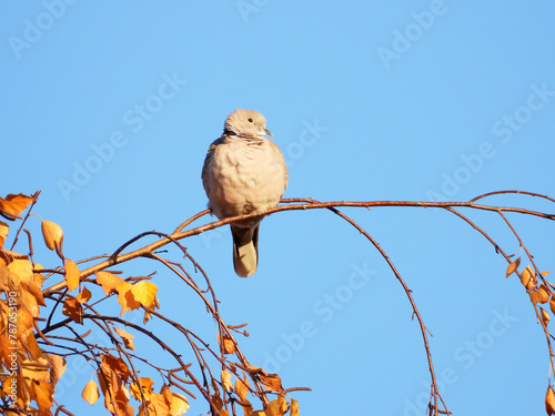 dove bird sitting on the tree branches in sunlight