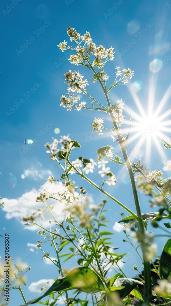 An uplifting image capturing delicate white wildflowers set against an azure sky and the glowing sun
