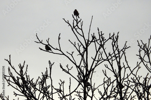 silhouettes of small sparrows sitting on the naked tree branches